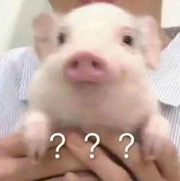 猪吃瓜头像,揭秘网络热门表情包背后的趣味故事