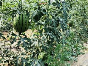成都扬州北京吃瓜,吃瓜群众的味蕾盛宴