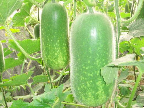 曼曼在线吃瓜,揭秘娱乐圈幕后故事