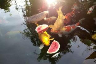 吃瓜的锦鲤,揭秘娱乐圈幕后风云