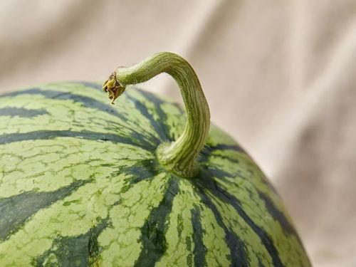 上海吃瓜开一下