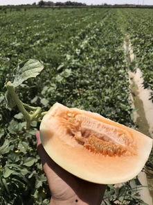 绿洲的吃瓜,夏日盛宴尽享