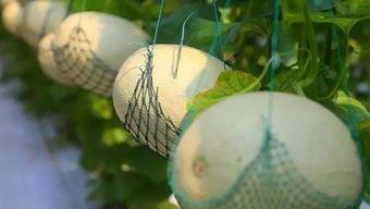 看人吃不看能吃瓜,从“看人吃不看能吃”看人际交往智慧